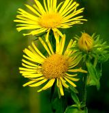 oman britský <i>(Inula britannica)</i>