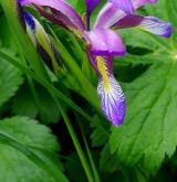 kosatec trávovitý <i>(Iris graminea)</i> / Květ/Květenství
