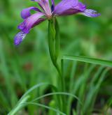 kosatec trávovitý <i>(Iris graminea)</i> / Habitus