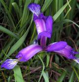 kosatec trávovitý <i>(Iris graminea)</i>