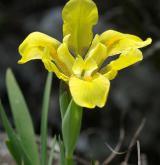 kosatec skalní <i>(Iris humilis)</i> / Habitus