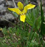 kosatec skalní <i>(Iris humilis)</i> / Habitus