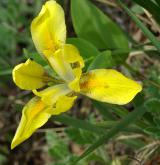 kosatec skalní <i>(Iris humilis)</i> / Květ/Květenství