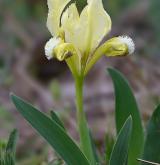 kosatec nízký <i>(Iris pumila)</i> / Habitus