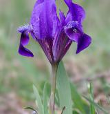 kosatec nízký <i>(Iris pumila)</i>