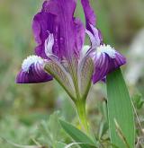 kosatec nízký <i>(Iris pumila)</i> / Květ/Květenství
