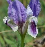 kosatec nízký <i>(Iris pumila)</i> / Květ/Květenství