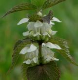 hluchavka bílá <i>(Lamium album)</i> / Květ/Květenství