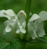 hluchavka bílá <i>(Lamium album)</i> / Květ/Květenství