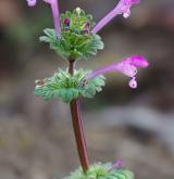 hluchavka objímavá <i>(Lamium amplexicaule)</i> / Habitus