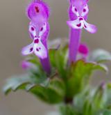 hluchavka objímavá <i>(Lamium amplexicaule)</i> / Květ/Květenství