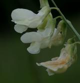 hrachor panonský <i>(Lathyrus pannonicus)</i> / Květ/Květenství
