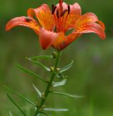 lilie cibulkonosná <i>(Lilium bulbiferum)</i>