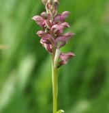 vstavač štěničný <i>(Orchis coriophora)</i> / Habitus