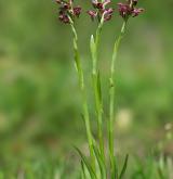 vstavač štěničný <i>(Orchis coriophora)</i> / Habitus