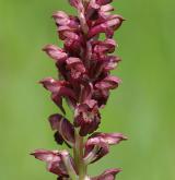 vstavač štěničný <i>(Orchis coriophora)</i> / Květ/Květenství