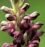 vstavač štěničný <i>(Orchis coriophora)</i> / Květ/Květenství