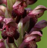 vstavač štěničný <i>(Orchis coriophora)</i> / Květ/Květenství