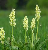 vstavač bledý <i>(Orchis pallens)</i> / Habitus