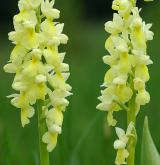 vstavač bledý <i>(Orchis pallens)</i> / Květ/Květenství
