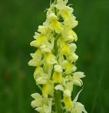 vstavač bledý <i>(Orchis pallens)</i> / Květ/Květenství