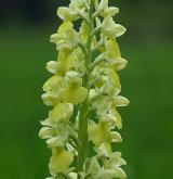 vstavač bledý <i>(Orchis pallens)</i> / Květ/Květenství