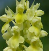 vstavač bledý <i>(Orchis pallens)</i> / Květ/Květenství