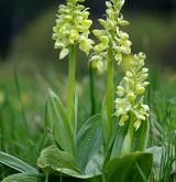 vstavač bledý <i>(Orchis pallens)</i> / Habitus