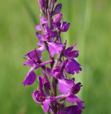 vstavač bahenní  <i>(Orchis palustris)</i> / Květ/Květenství
