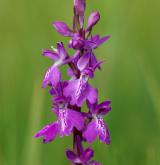 vstavač bahenní  <i>(Orchis palustris)</i> / Květ/Květenství