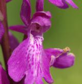 vstavač bahenní  <i>(Orchis palustris)</i> / Květ/Květenství