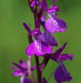vstavač bahenní  <i>(Orchis palustris)</i> / Květ/Květenství