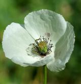 mák bělokvětý <i>(Papaver maculosum)</i> / Květ/Květenství