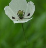 mák bělokvětý <i>(Papaver maculosum)</i> / Květ/Květenství