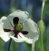 mák bělokvětý <i>(Papaver maculosum)</i> / Květ/Květenství
