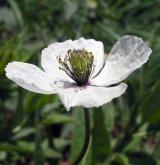 mák bělokvětý <i>(Papaver maculosum)</i> / Květ/Květenství