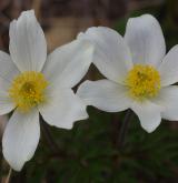 koniklec alpinský <i>(Pulsatilla alpina)</i> / Květ/Květenství