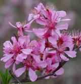 mandloň nízká <i>(Prunus tenella)</i> / Květ/Květenství