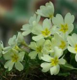 prvosenka bezlodyžná <i>(Primula vulgaris)</i> / Květ/Květenství