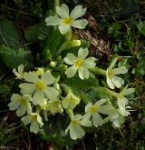 prvosenka bezlodyžná <i>(Primula vulgaris)</i> / Habitus