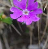 prvosenka nejmenší <i>(Primula minima)</i> / Květ/Květenství