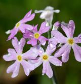 prvosenka pomoučená <i>(Primula farinosa)</i> / Květ/Květenství