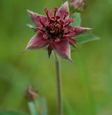 mochna bahenní <i>(Potentilla palustris)</i> / Květ/Květenství