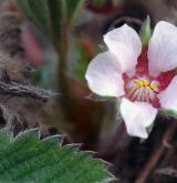 mochna malokvětá <i>(Potentilla micrantha)</i> / Květ/Květenství