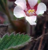 mochna malokvětá <i>(Potentilla micrantha)</i> / Květ/Květenství