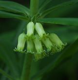 kokořík přeslenitý <i>(Polygonatum verticillatum)</i> / Květ/Květenství