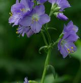 jirnice modrá <i>(Polemonium caeruleum)</i> / Květ/Květenství