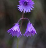 dřípatka horská <i>(Soldanella montana)</i> / Květ/Květenství