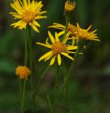 starček podalpský <i>(Senecio subalpinus)</i> / Květ/Květenství