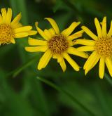 starček podalpský <i>(Senecio subalpinus)</i> / Květ/Květenství